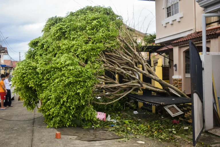 Large tree uprooted and fallen onto a residential home after a storm, showing the danger of uninspected trees during tornado season